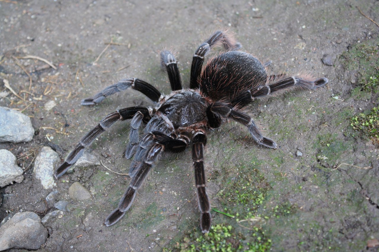 Sericopelma sp. Sabanilla