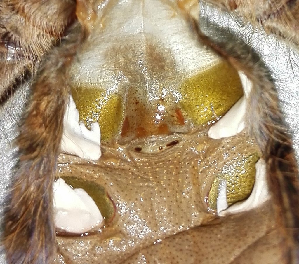 Sericopelma sp Santa Catalina juvenile female molt