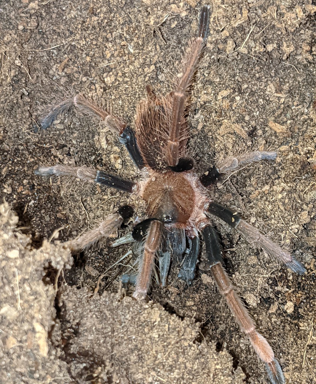 Sericopelma sp santa Catalina juvi