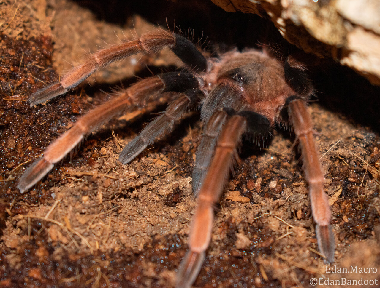 Sericopelma sp Santa Catalina juvie