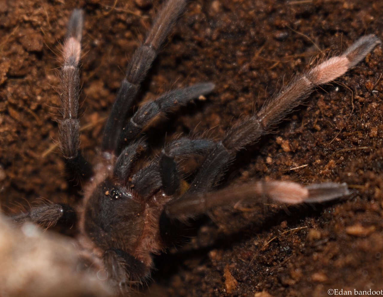 Sericopelma sp Santa Catalina sling after its meal