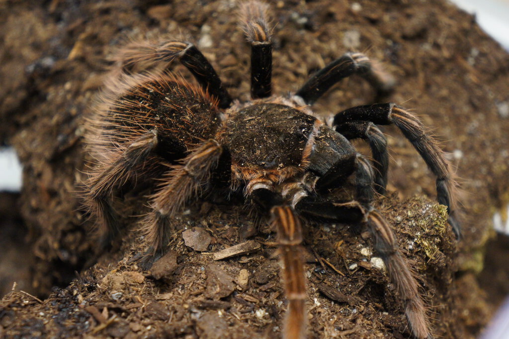 Sericopelma sp santa catalina