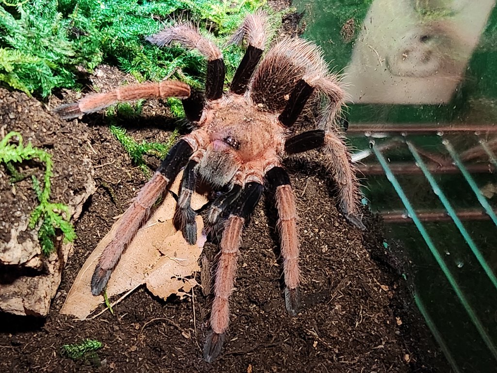 Sericopelma sp Santa Catalina