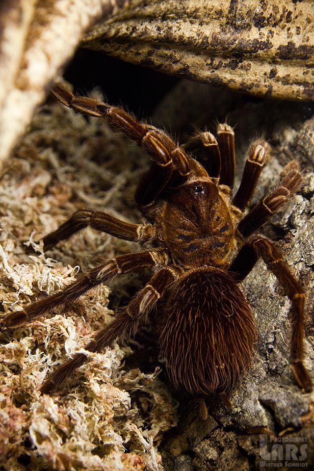 Sericopelma Sp?