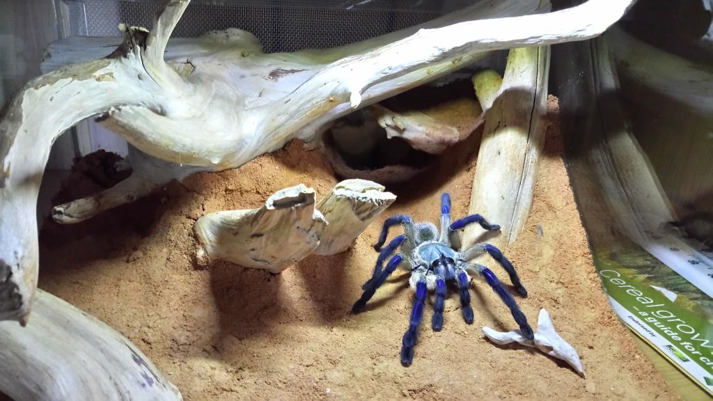 Set up for my M.balfouri (adult female)