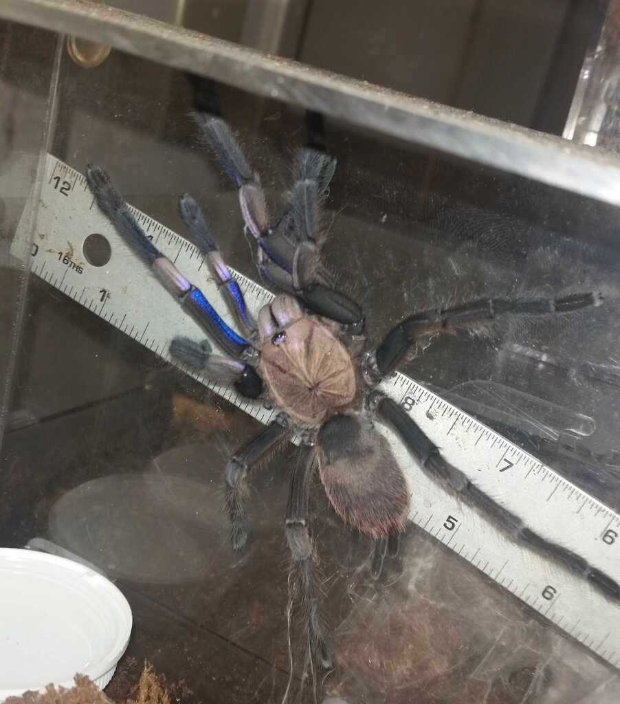 Seven Inch Chilobrachys, One