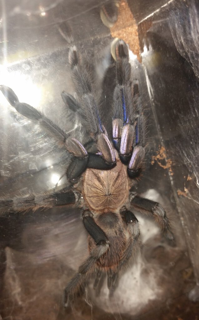 Seven Inch Chilobrachys, Three