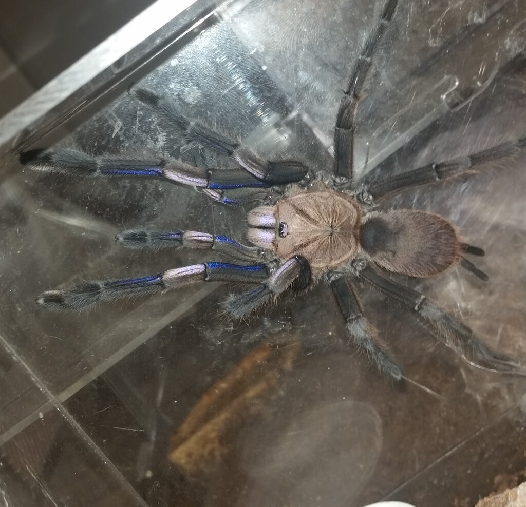 Seven Inch Chilobrachys, Two