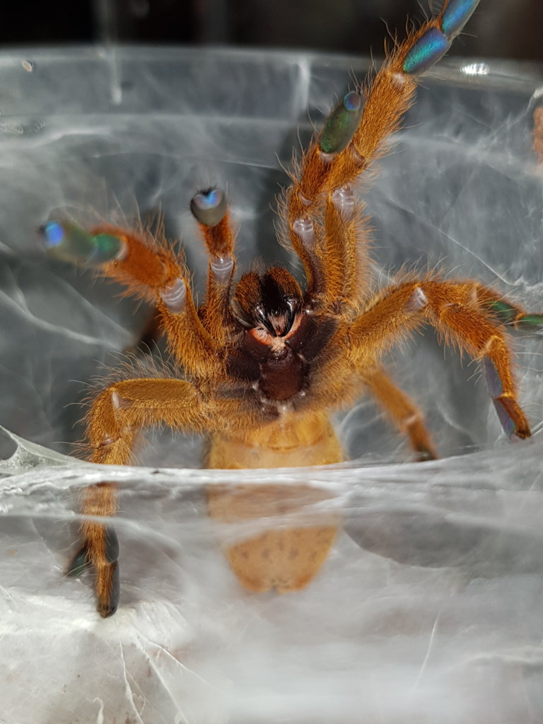 Sex me please P.murinus OBT