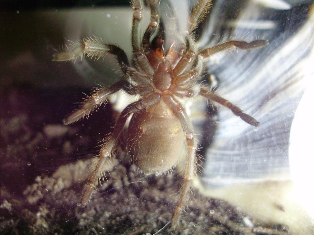 Sex my B. smithi