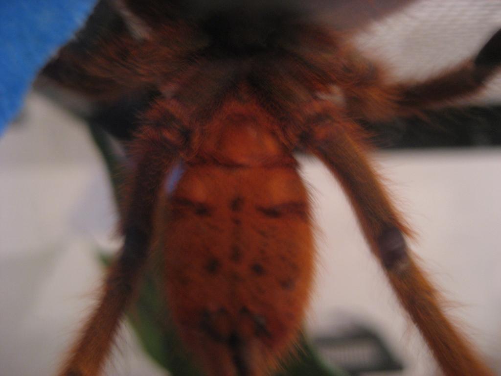 Sex my OBT