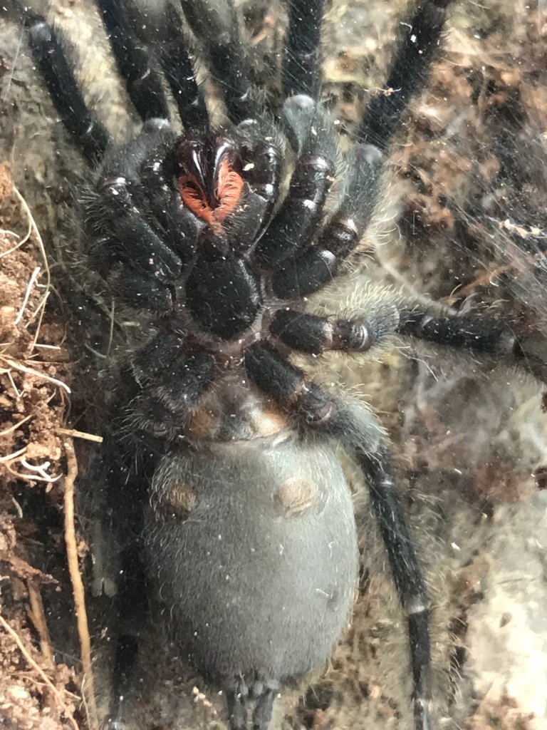 Sex? P. irminia