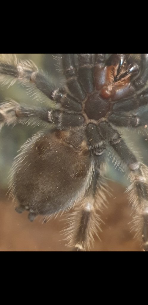 Sexing Brachypelma Hamorii