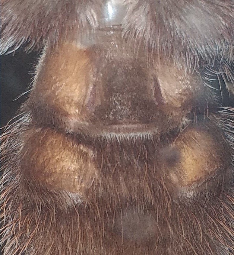 Sexing game - Guess the sex of this T albopilosus (4-5 inch DLS)