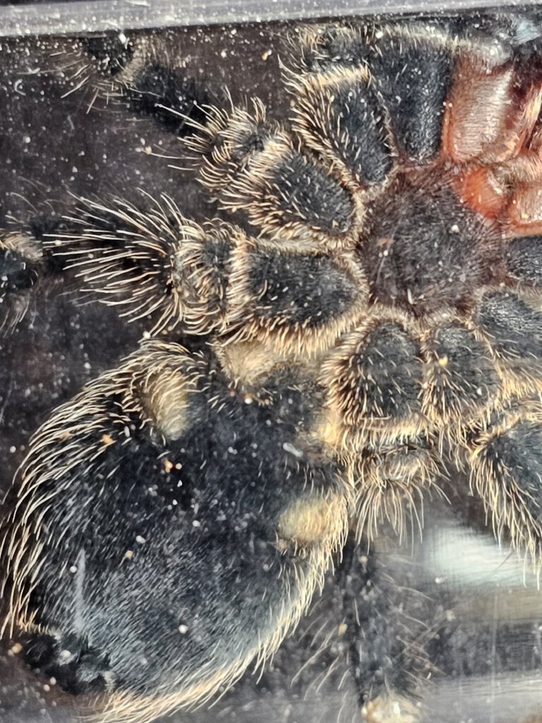 Sexing help