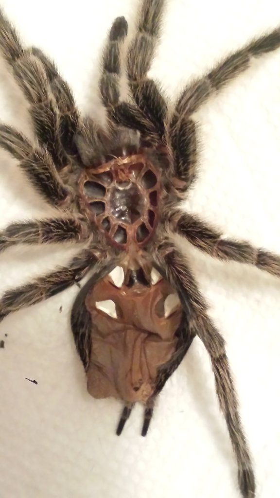 sexing my G.Rosea