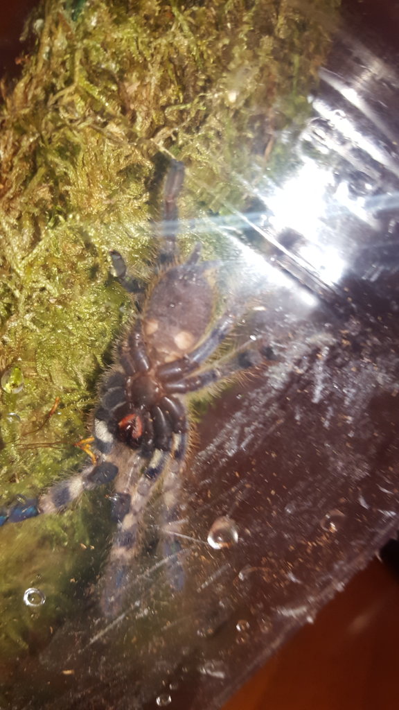 Sexing p. Regalis