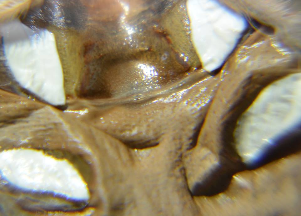 Sexing Phormictopus cancerides