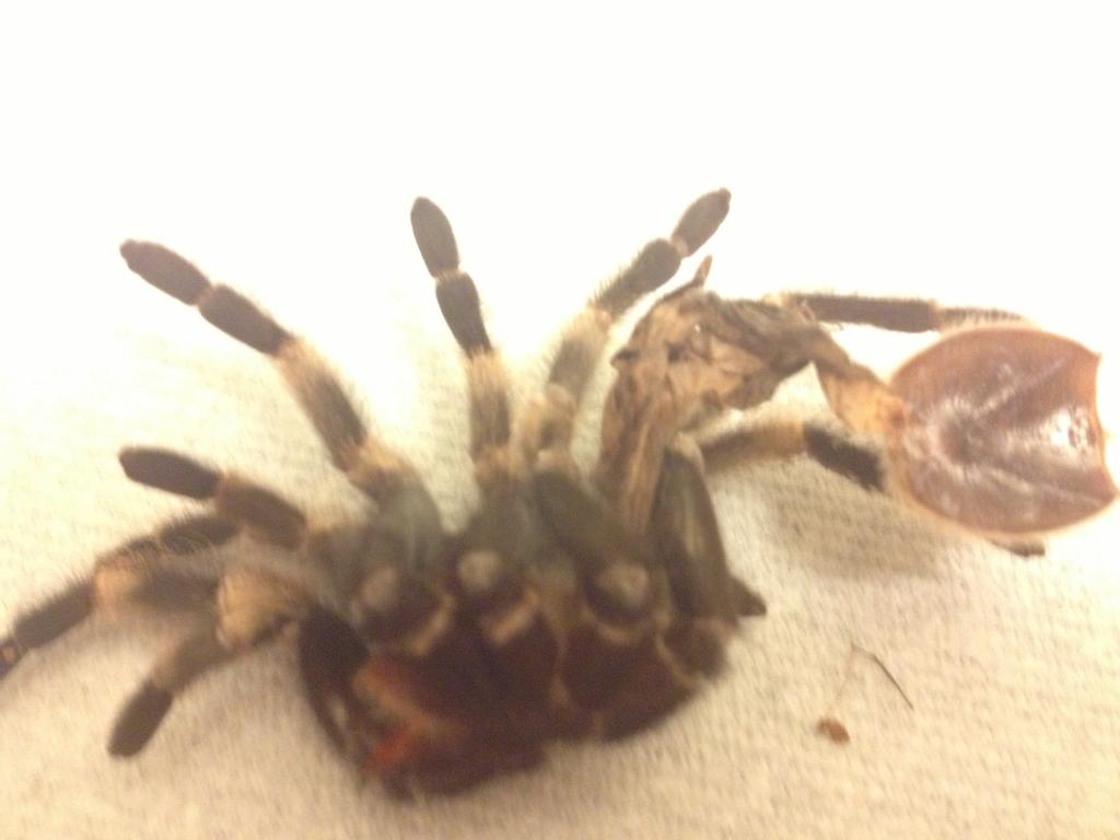 she ruined her molt. can anyone still ID her?