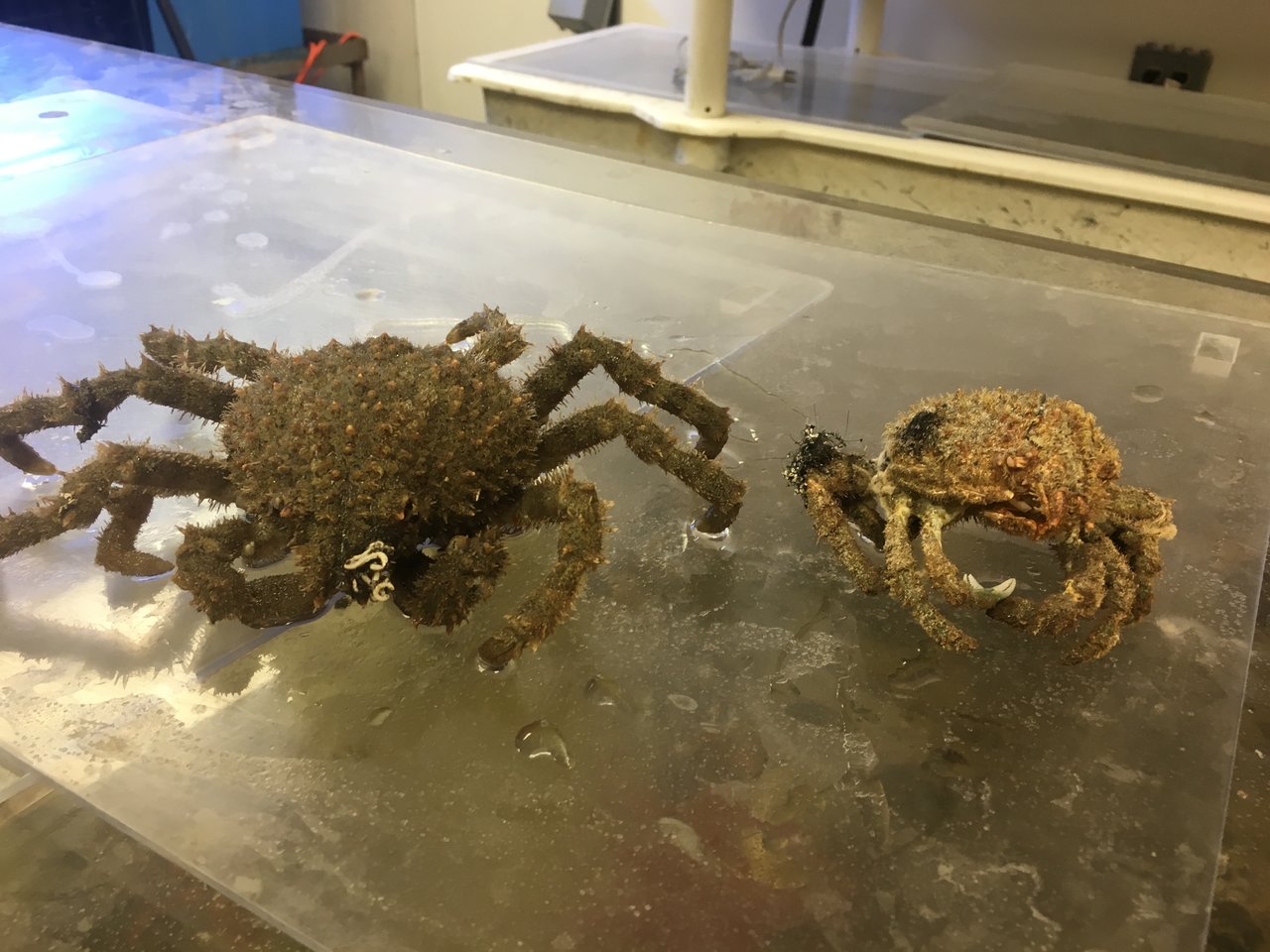 Sheep Crab molt