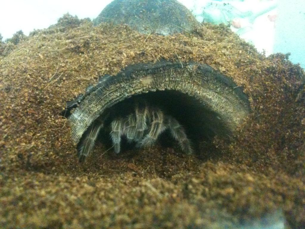 Shelob grooming herself in her hide