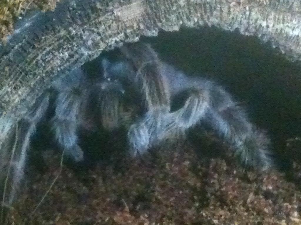 Shelob grooming