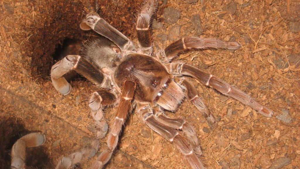 Shelob: My beautiful female King Baboon