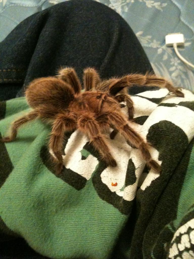 Shelob on my arm