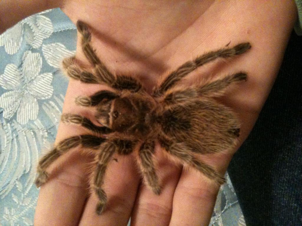 Shelob on my hand