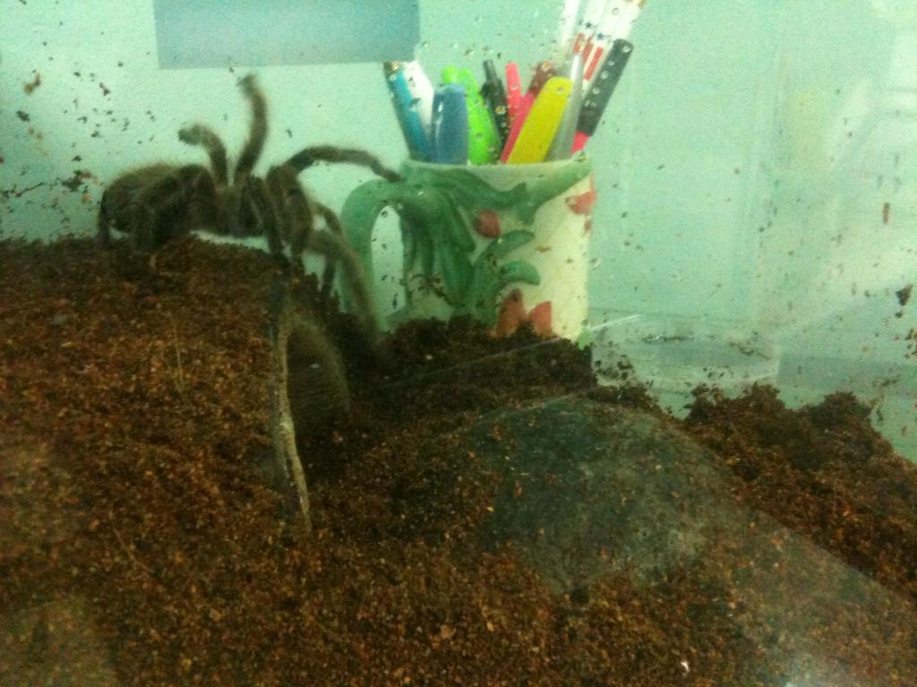 Shelob