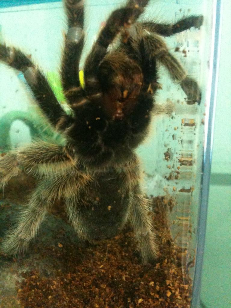 Shelob