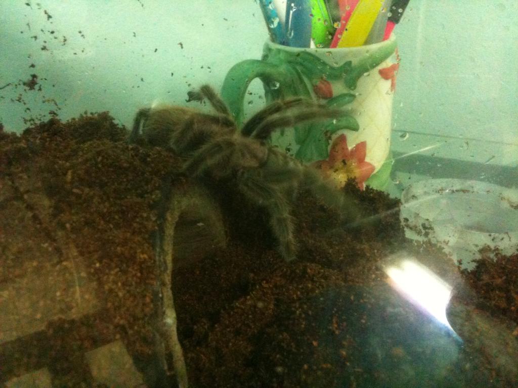 Shelob