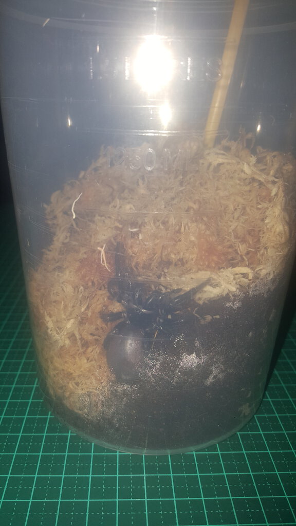 Shimmer's temporary home for A. Robustus