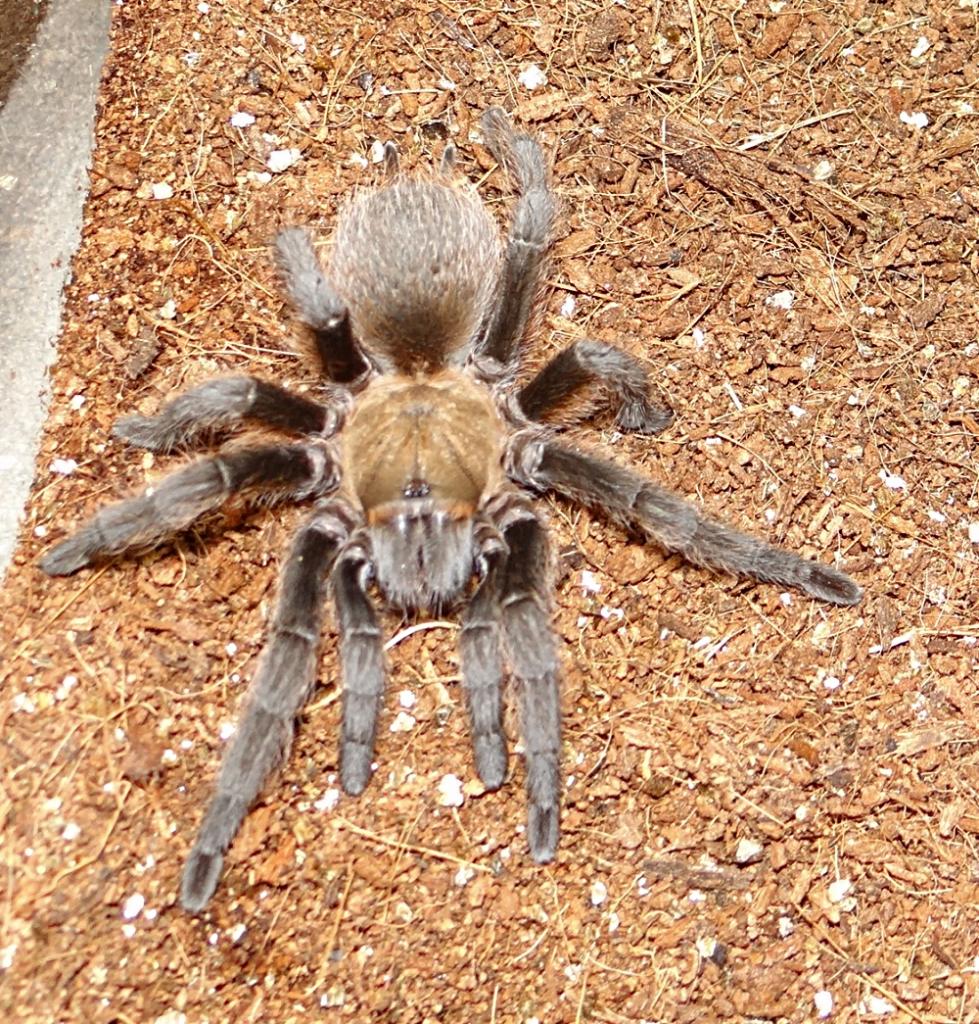 Shug- Sugar City Brown- Aphonopelma coloradanum