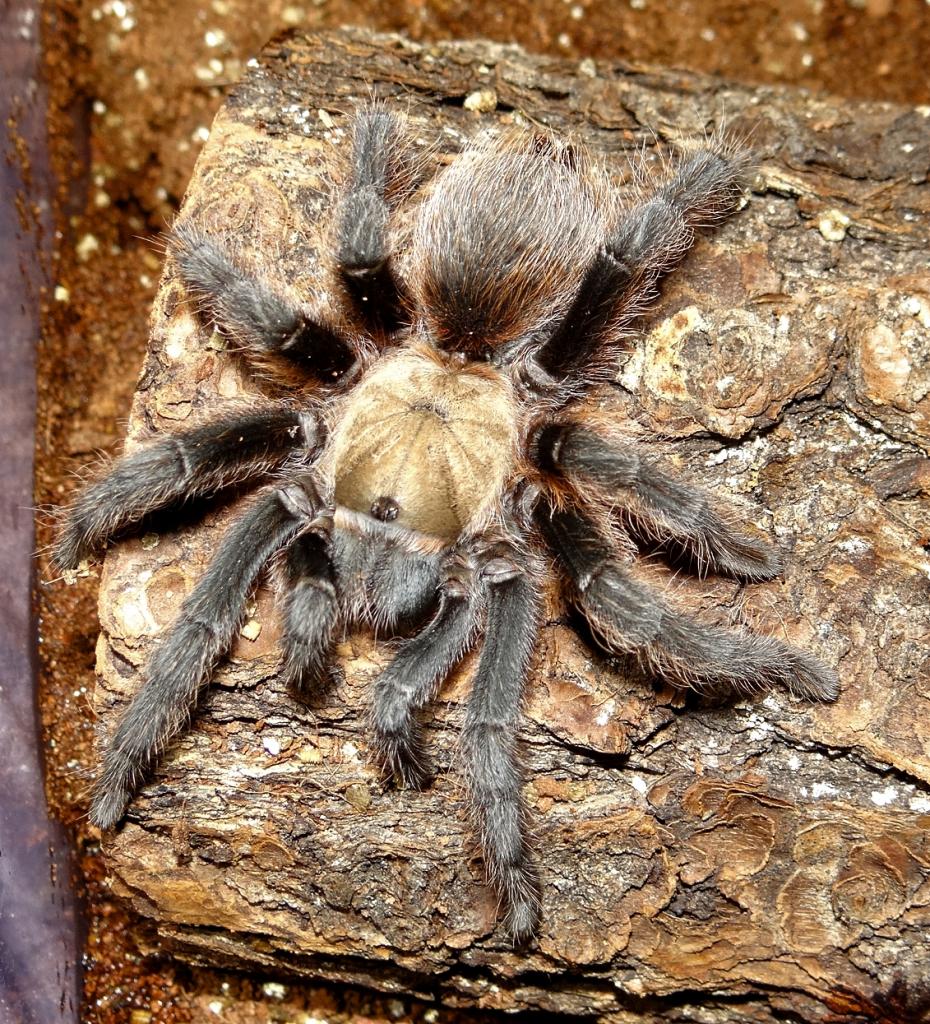 Shug- Sugar City Brown- Aphonopelma coloradanum