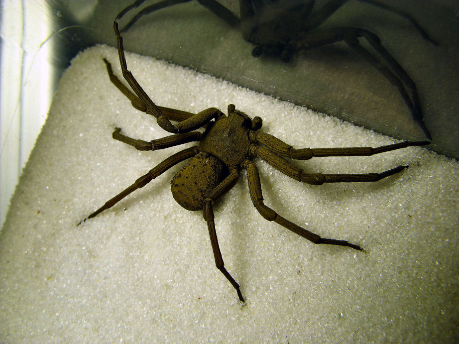 Sicarius terrosus (Cave Spider)