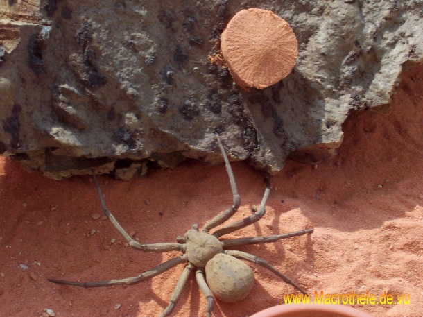 Sicarius terrosus with eggsac