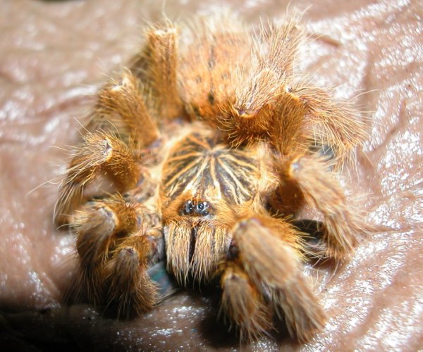 Sick OBT Juvie - Death Curl