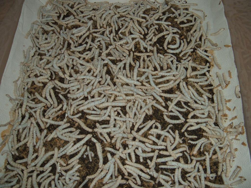 silkworms