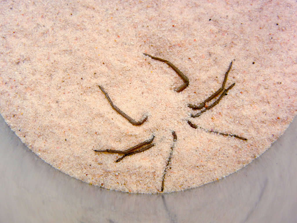 six eyed sand spider