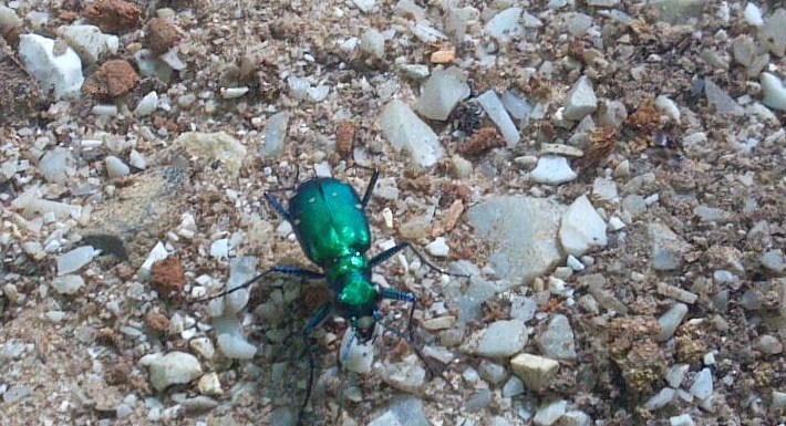 Six-spotted Tiger beetle