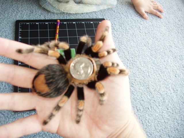 Size comparisons of 6" Female B. Smithi