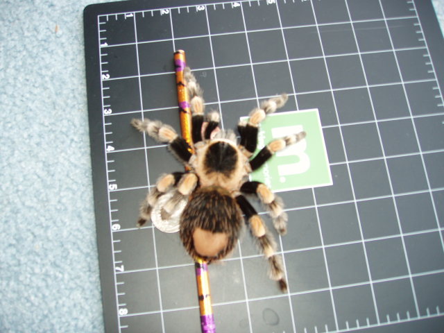 Size comparisons of 6" Female B. Smithi