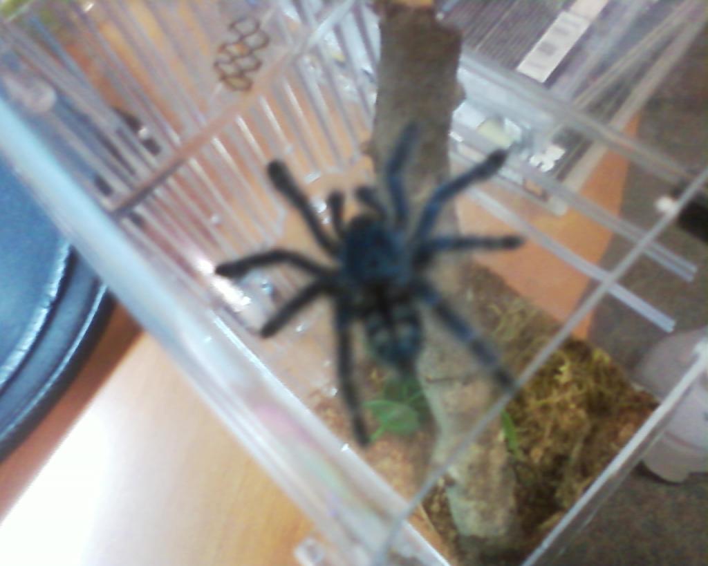 Skeeter (~2" Avic Versi - Sexed Female)