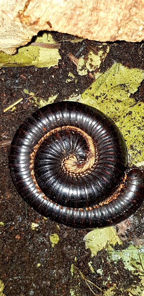 Skeleton legged millipede