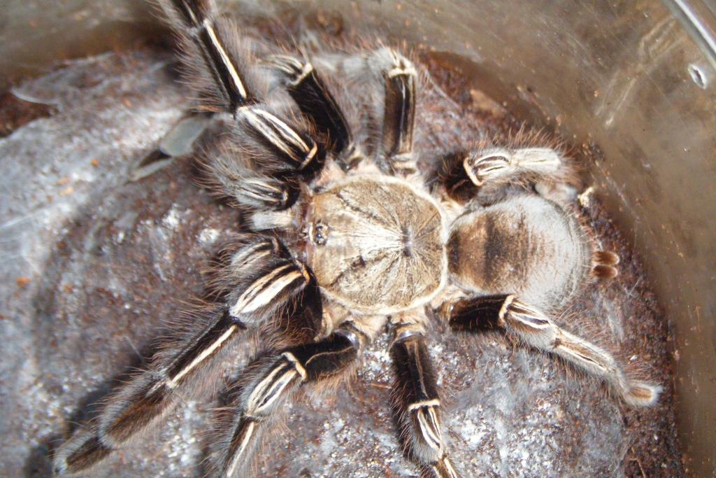 Skeleton Tarantula (Ephebopus murinus)