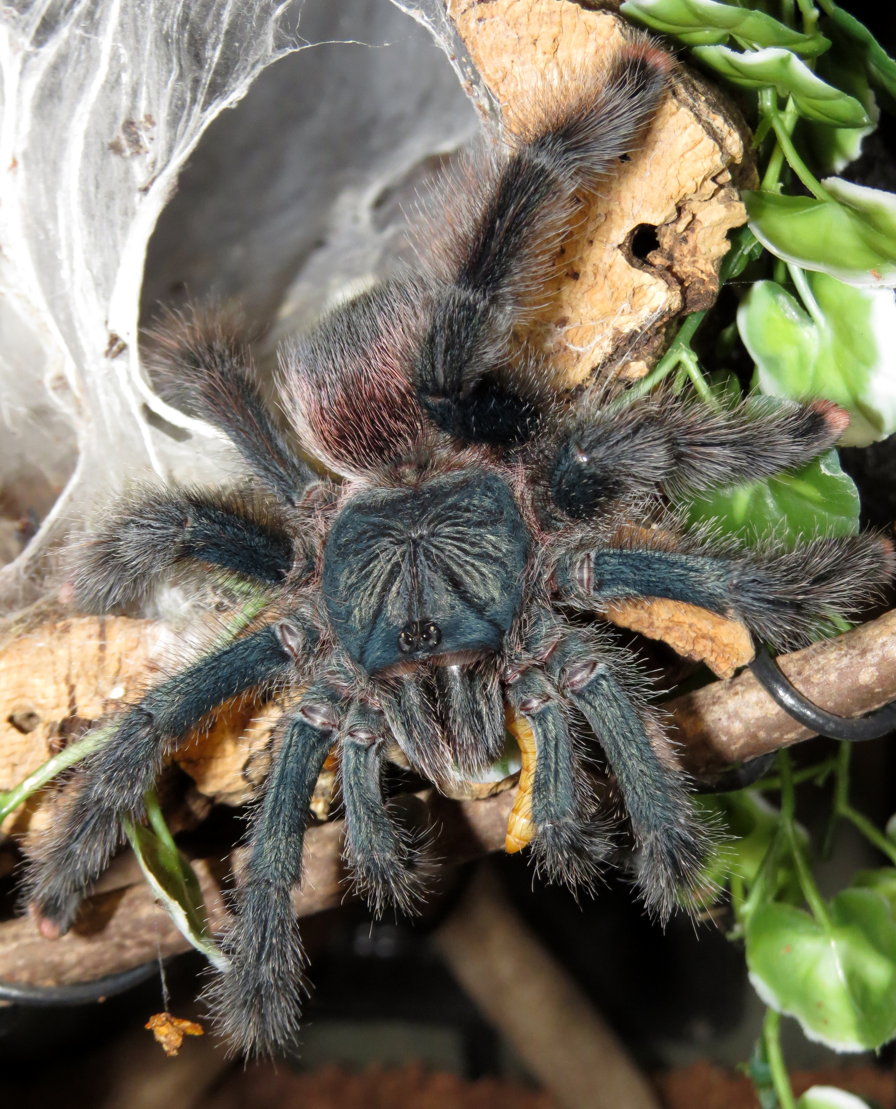 Skyler and the Worm (♀ Avicularia avicularia 5") [3/3]