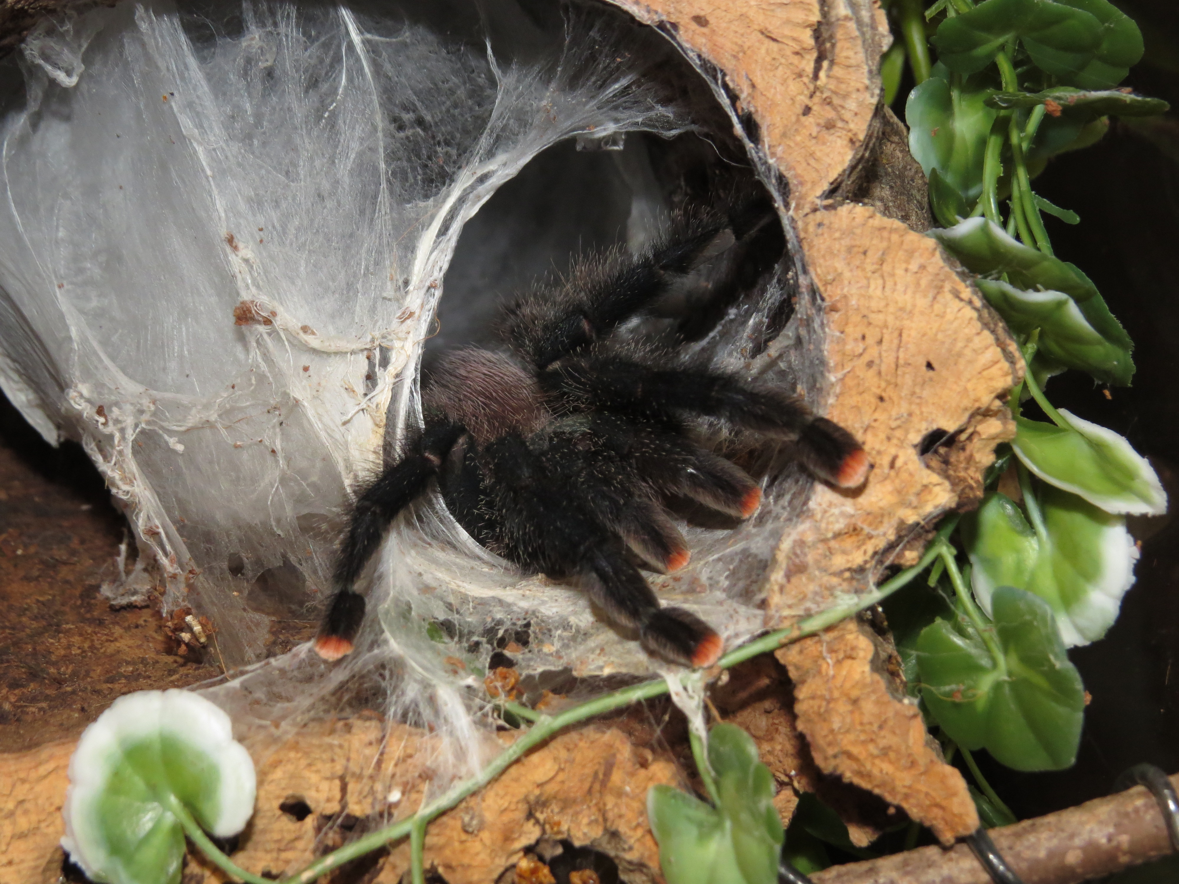 Skyler Doin' a Lurk (♀ Avicularia avicularia 5")