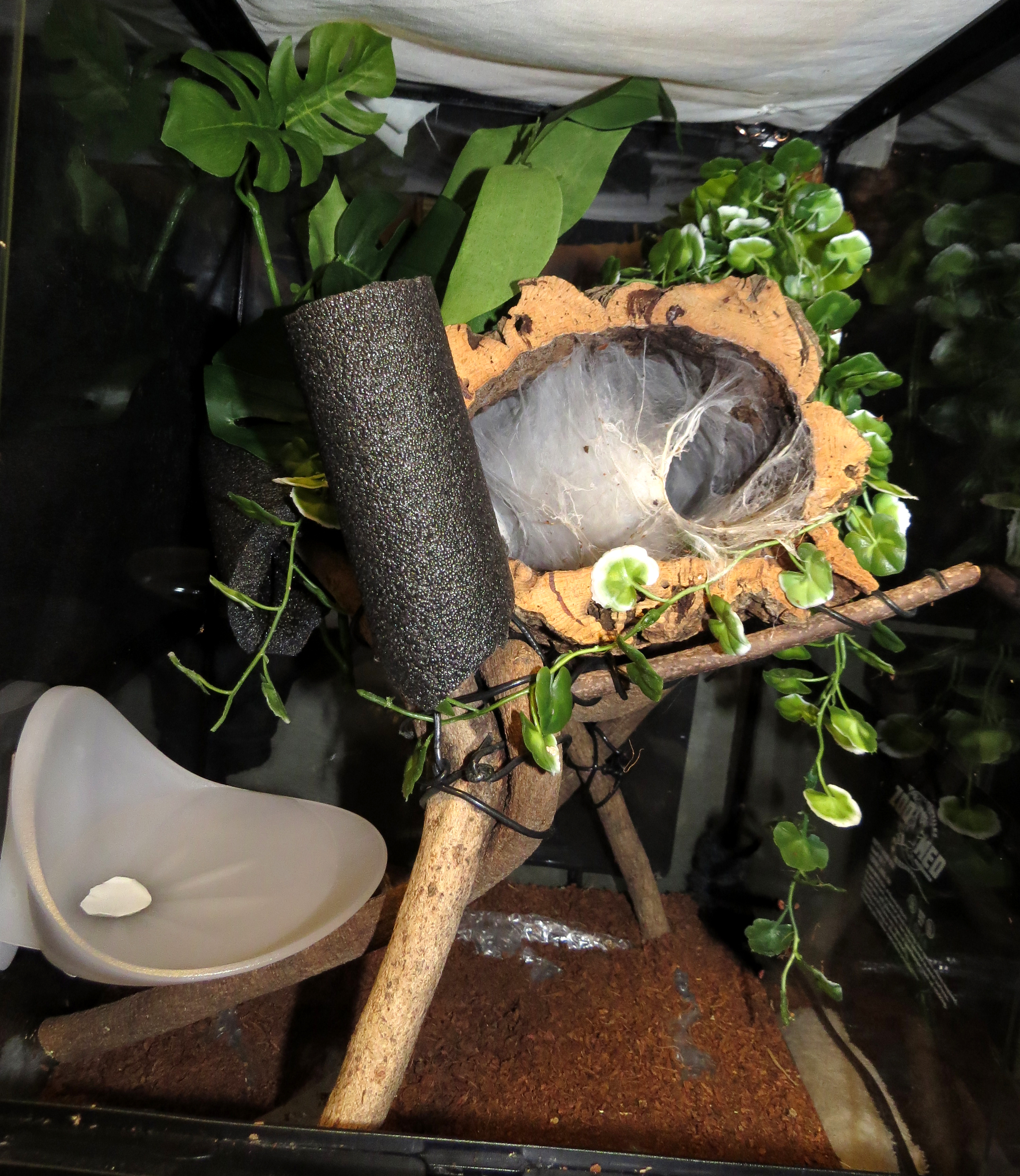 Skyler's Treehouse (Avicularia Enclosure)