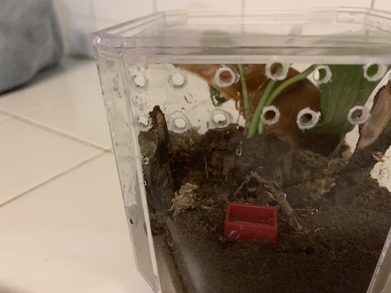 Sling avicularia enclosure